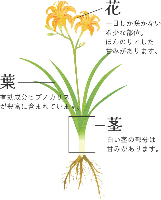 葉：有効成分ヒプノカリスが豊富に含まれています
		茎：白い茎の部分は甘みがあります
		花：一日しか咲かない希少な部位。ほんのりとした甘みがあります。