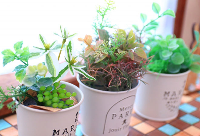 観葉植物