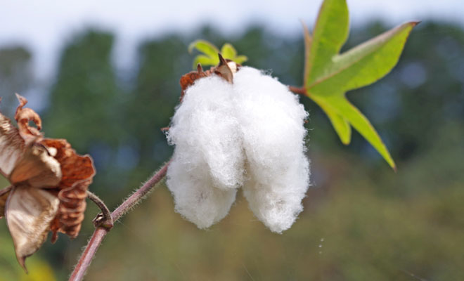 日本固有の和綿